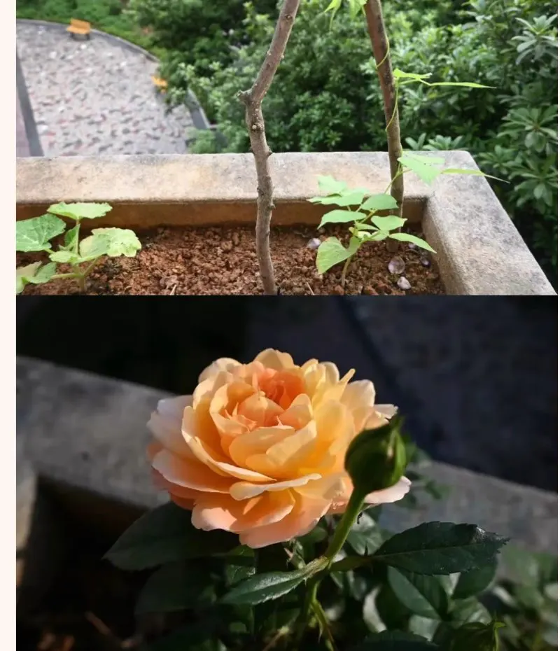 苍南中学校园绿植一角